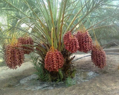 Aywal KHAJUR/DATE Seed(7 per packet)