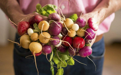 CYBEXIS HUA-48 - Colorful Radish Mix - (750 Seeds) Seed(750 per packet)