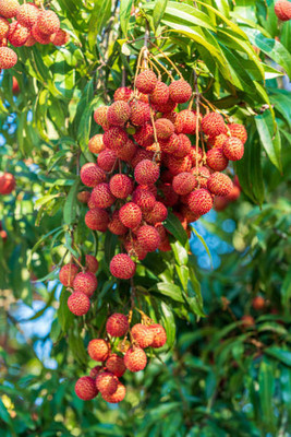 MAA LITCHI,LICHEE,LYCHEE Seed(10 per packet)