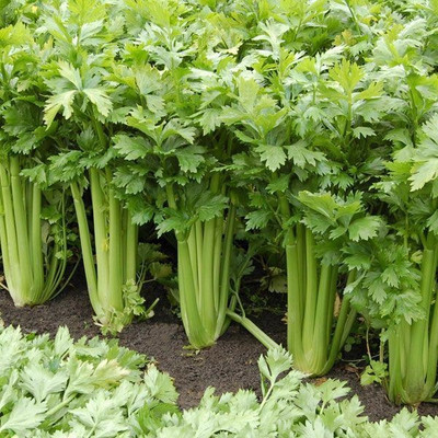 Quentova TANGO CELERY PLANT-11P-LNT Seed(150 per packet)