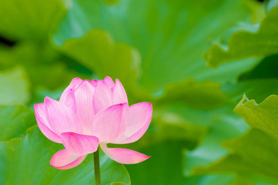 GEZ lotus,kamal seeds Seed(20 per packet)