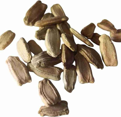BDSresolve Hybrid bottle gourd seeds PACK OF 37 Seed(37 per packet)