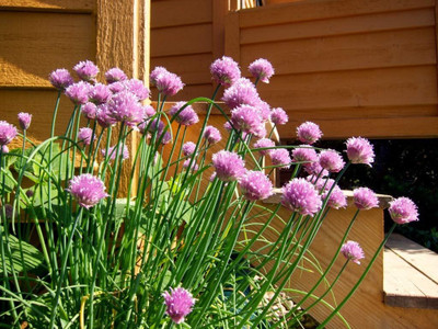 KNESSiN Heirloom Chives Onion Vegetable Seeds For Planting-(2400 Seeds) Seed(2400 per packet)
