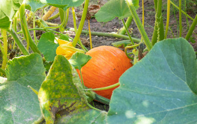 Kodali Hybrid F1 Pumpkin Seed Pack Of 48 Seed(48 per packet)