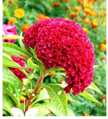 Lorvox Cockscomb Flower F1 Hybrid Seed(130 per packet)