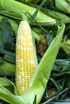Qualtivate PUA-8A Peaches and Cream Sweet Corn Seeds Seed(400 per packet)