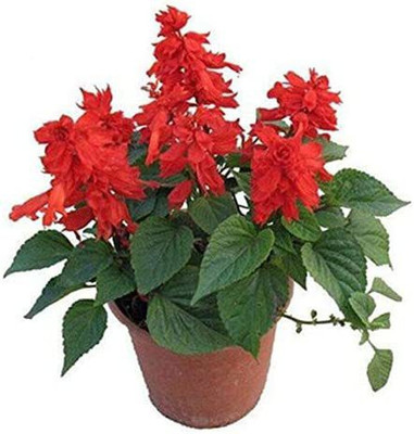VibeX ® VLR-374 Palisades Mix Salvia Seeds Blue Sage Seed(200 per packet)