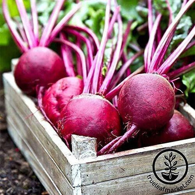 Cloud Farm Beetroot - Ruby Queen Variety [20gm Seeds] Seed(20 per packet)