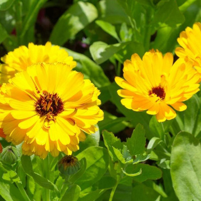 SREE Calendula flower seeds Seed(50 per packet)