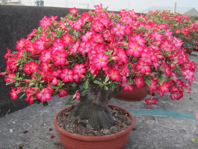 Qualtivate NDIR-480 Adenium Obesum Seed Non-GMO Seed(30 per packet)