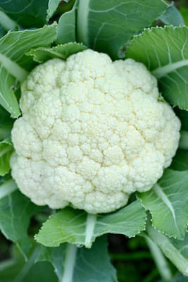AGROVIATION white cauliflower,gobhee seeds Seed(10 per packet)