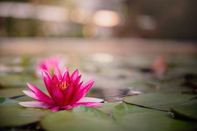 KANAYA lotus,kamal gatta Seed(14 per packet)
