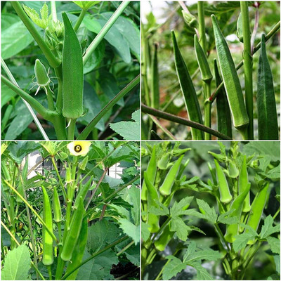 Arshiayat Lady finger seeds vegetable Seed(66 per packet)