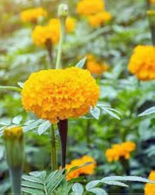 ibains Marigold flower seeds mix Seed(33 per packet)