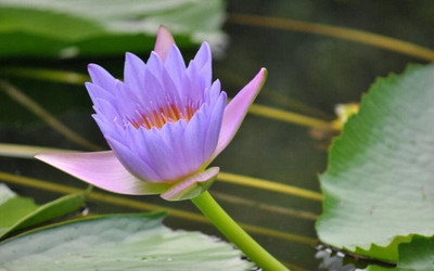 Qualtivate XXX-3A Mixed Color Water Lily Seeds Seed(25 per packet)