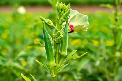 LPR LADY FINGER, (BINDI) Seed(30 per packet)