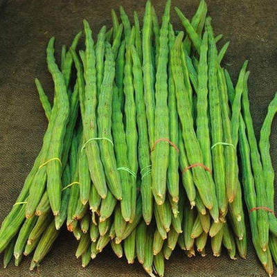 CYBEXIS NDIR-85 - Moringa Oleifera Dried - (1350 Seeds) Seed(1350 per packet)