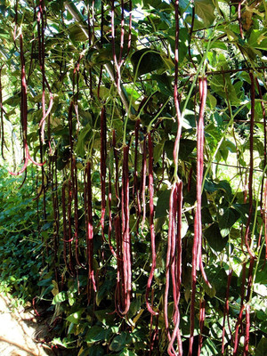 Cloud Farm Red Cowpea -Long Bean - Barbatti - Vigna unguiculata Seed(30 per packet)