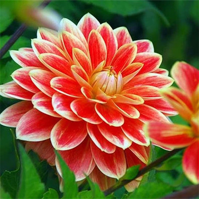 VibeX XLL-86 - Dinner Plate Rainbow Dahlia Mixed Color - (60 Seeds) Seed(60 per packet)