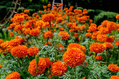 BDSresolve marigold/gende ka phool flower seeds Seed(50 per packet)
