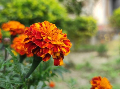 Behuria Agro Farm marigold/gende ka phool flower seeds Seed(25 per packet)