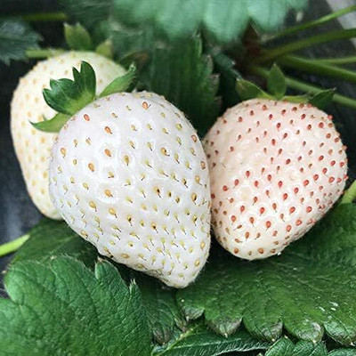 ActrovaX White Snow Alpine Strawberry Seed(100 per packet)