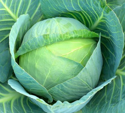 ibains Full cabbage vegetable seeds pack of 65 Seed(65 per packet)