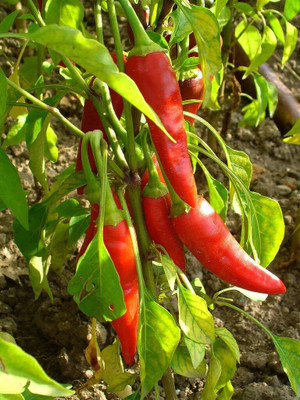 KNESSiN Chilli Seeds - F1 Umang Seed(200 per packet)