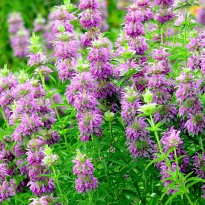 VibeX ® XLR-609 Lemon Mint BEE Balm Seed(200 per packet)