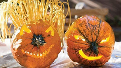 WILLVINE ATS-295 Jack O' Lantern Pumpkin Seeds Seed(50 per packet)