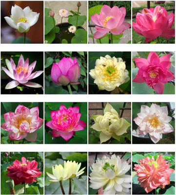 VibeX XLL-18 - Lotus /Water Lily Flower - (270 Seeds) Seed(270 per packet)