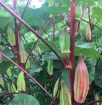 Qualtivate GBPT-3A Red Okra (Bhendi) F1 Hybrid Varienty Seed(350 per packet)