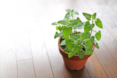 VibeX VVI-38 - Catnip - (1500 Seeds) Seed(1500 per packet)