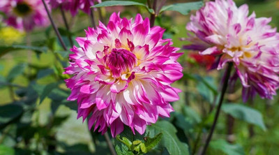 Aywal Mixed Color Dahlia Non-GMO Fresh Seed(50 per packet)