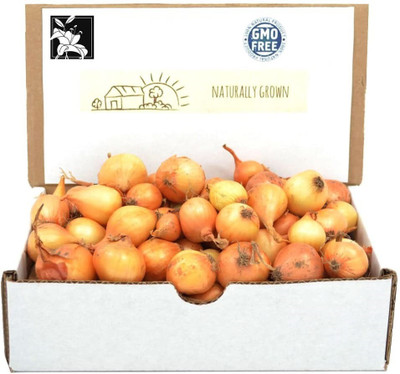 WILLVINE NBIR-475 Mixed Red and Yellow Onion Seeds-3000 Seeds Seed(3000 per packet)