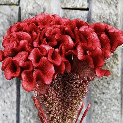 KANAYA Cockscomb Mix Color Flower Seed(100 per packet)