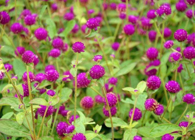 Quentova Amaranth, globe amaranth (Gomphrena)-KTK-2X Seed(40 per packet)