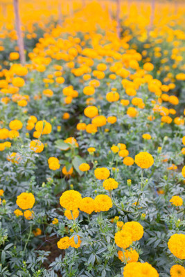 BrijBooti marigold/gende ka phool flower seeds Seed(75 per packet)