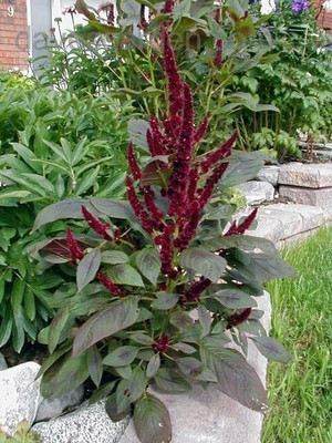 Aywal Amaranthus Burgundy Red/ Dark Green Flower Seed(80 per packet)