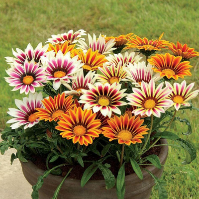 Aywal Gazania Trailing Green Leaf Purple Seed(10 per packet)