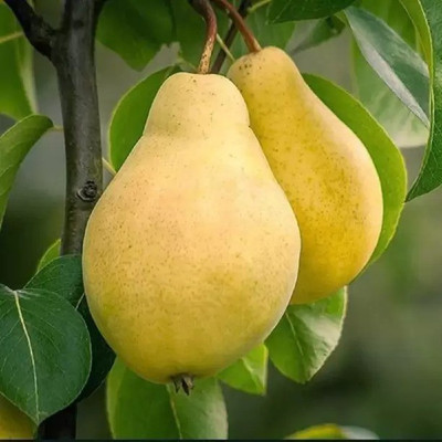 Chalisa Pear Seed(28 per packet)
