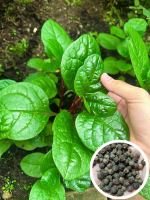 Seedsilk Store Original Pui Saag Seeds | Hybrid Pui Shak (Malabar Spinach) Seed(50 per packet)