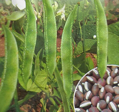 DEYS AGRO ™ sem phali dolichos beans f1 hybrid vegetable seed, seem vegetable seeds, sem fali Seed(10 per packet)