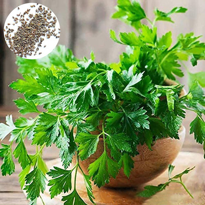 CYBEXIS Parsley Seeds Non-GMO Nutritious 700 Seeds Seed(700 per packet)