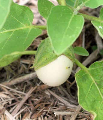 KNESSiN Heat Tolerant EASTER BRINJAL EGG PLANT Ornamental Nest Egg ( Seeds) Seed(2000 per packet)