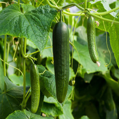 WILLVINE NBIR-764 Disease-Resistant Pusa Cucumber Seed Seed(200 per packet)