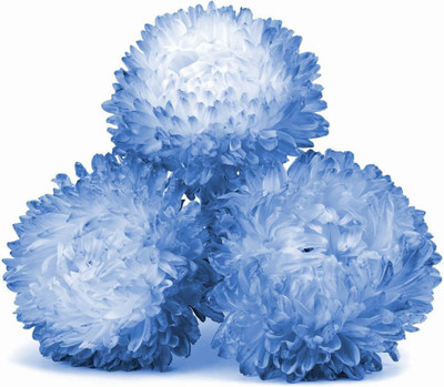 CYBEXIS White-Blue Peony Aster - Seeds Seed(1 g)