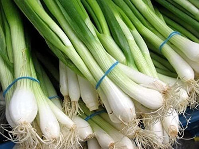 Qualtivate RES-5A ( Scallions )Evergreen White Bunching Onion Seed(500 per packet)