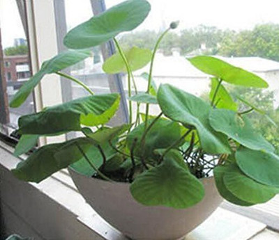 KANAYA Lotus Seed(1 per packet)