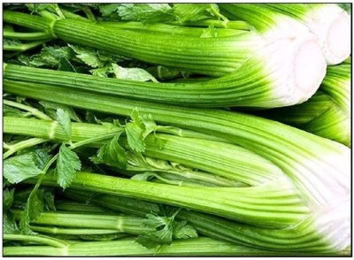 CYBEXIS VVI-89 - Celery Tall Utah 52-71 - (2250 Seeds) Seed(2250 per packet)